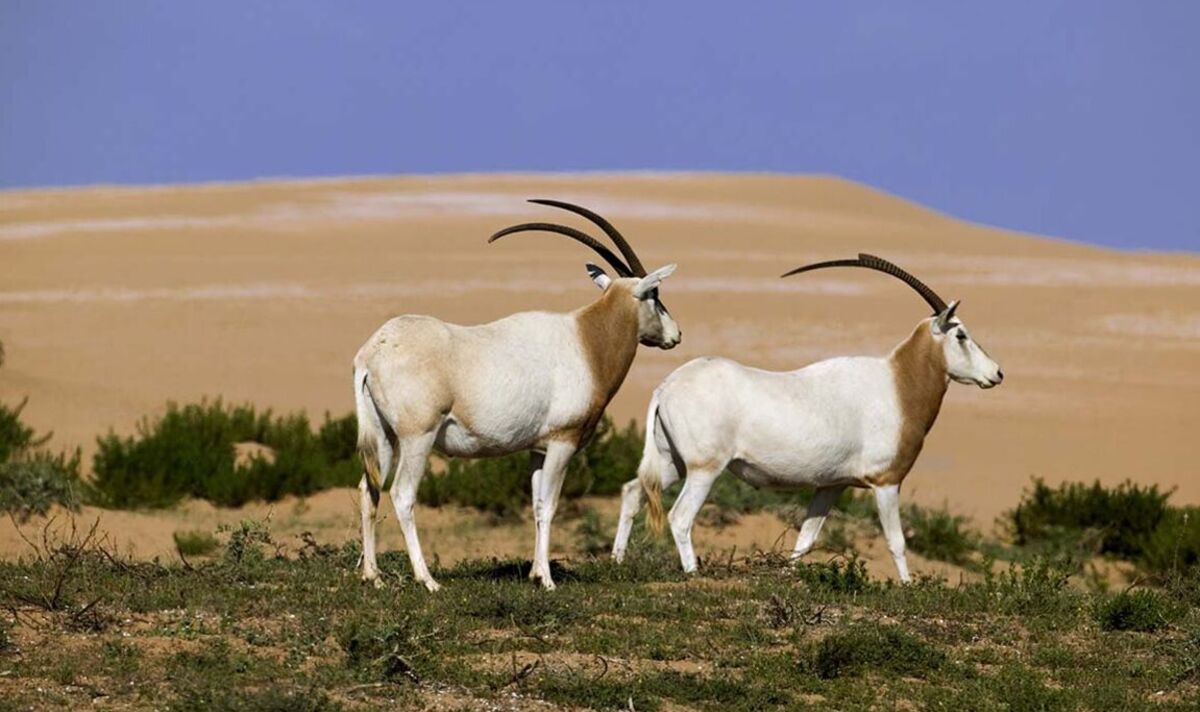 L'oryx algazelle sauvé de l'extinction à l'état sauvage par des scientifiques britanniques