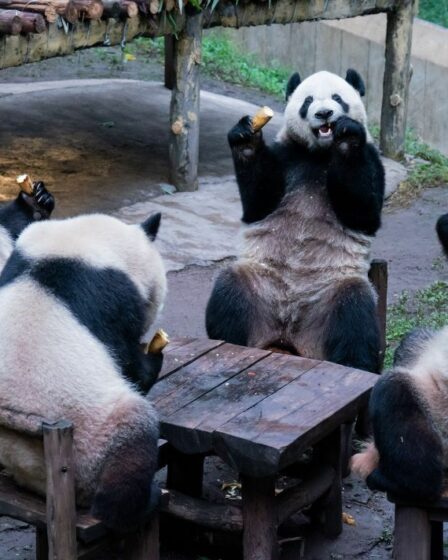 Regarder : Adorable vidéo de quatre pandas en train de pique-niquer