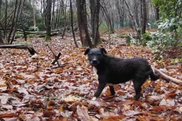 Un adorable chien disparu retrouvé vivant dans les bois après avoir disparu il y a six ans