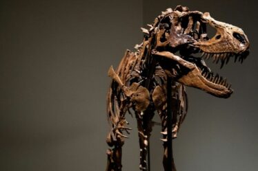 Un tyrannosaure fossilisé révèle ce que le jeune dinosaure a mangé comme dernier repas