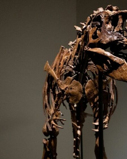 Un tyrannosaure fossilisé révèle ce que le jeune dinosaure a mangé comme dernier repas