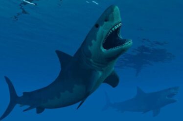 De nouvelles preuves « remarquables » de Megalodon montrent que le requin était beaucoup plus petit qu’on ne le pensait initialement