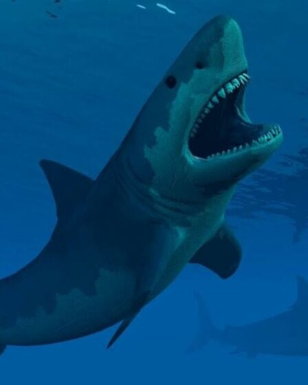 De nouvelles preuves « remarquables » de Megalodon montrent que le requin était beaucoup plus petit qu’on ne le pensait initialement