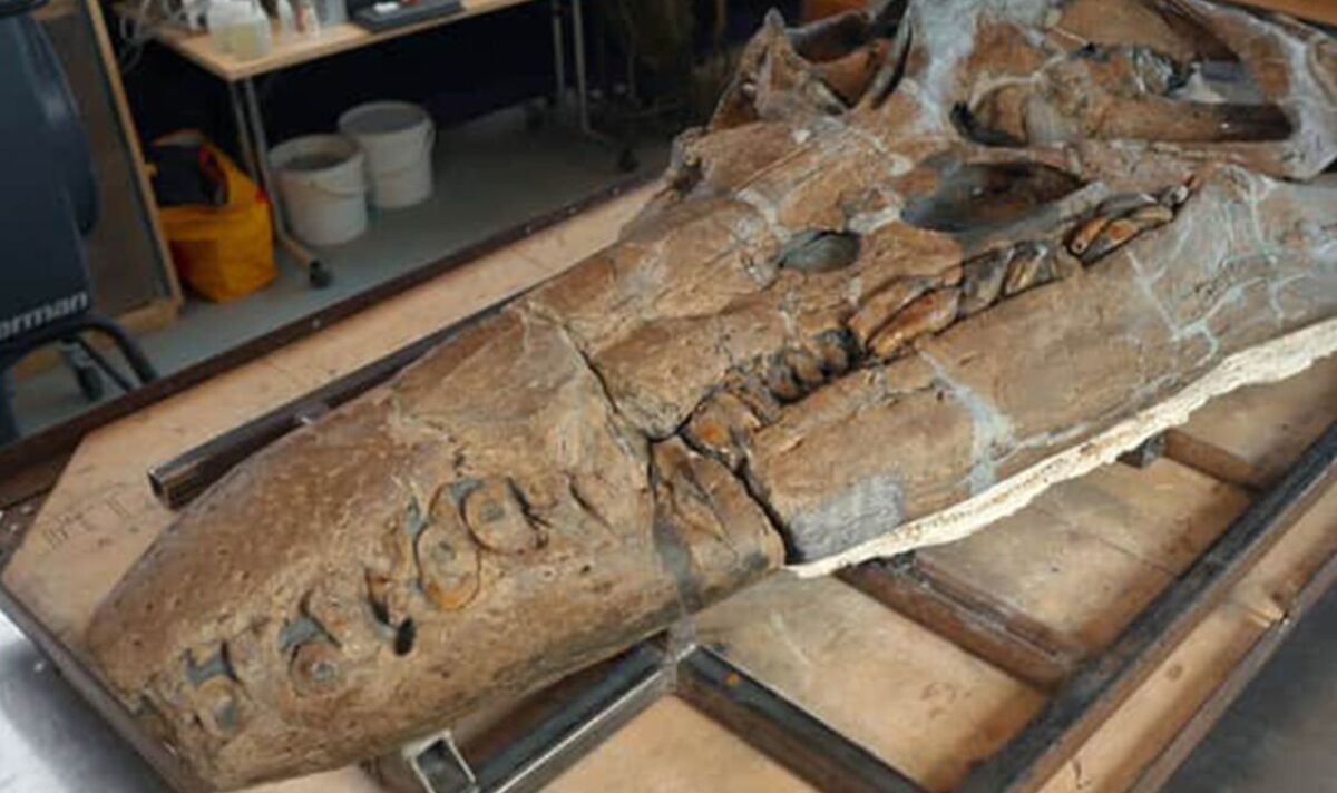 Demande que le crâne de pliosaure dans le documentaire d'Attenborough porte le nom du découvreur