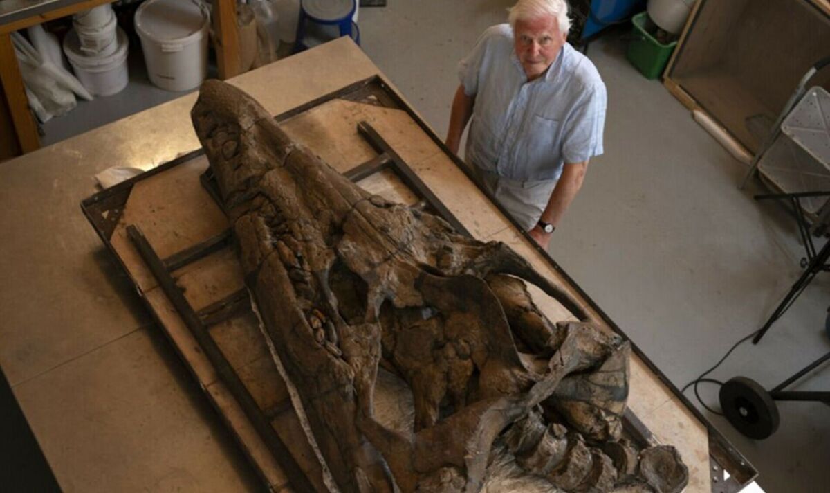 Des centaines de personnes voient le crâne de pliosaure rendu célèbre par le documentaire de Sir David Attenborough