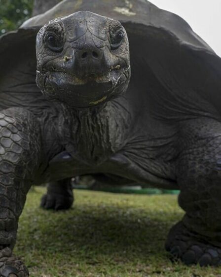 La RSPCA enquête sur la découverte mystérieuse de sept tortues géantes mortes