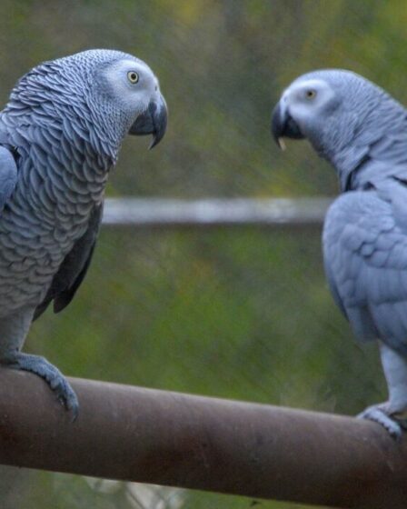 Les touristes affluent vers le parc animalier britannique où les perroquets n'arrêtent pas de dire aux visiteurs de « se faire foutre »