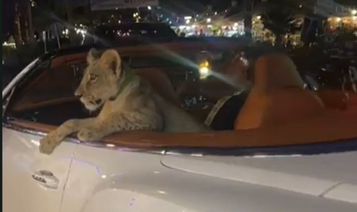 Un lion aperçu à l'arrière d'une Bentley en Thaïlande déclenche une enquête policière
