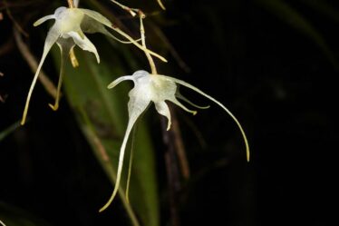 Une nouvelle découverte d'orchidées parmi les meilleurs choix d'espèces végétales et fongiques des scientifiques nommées en 2023