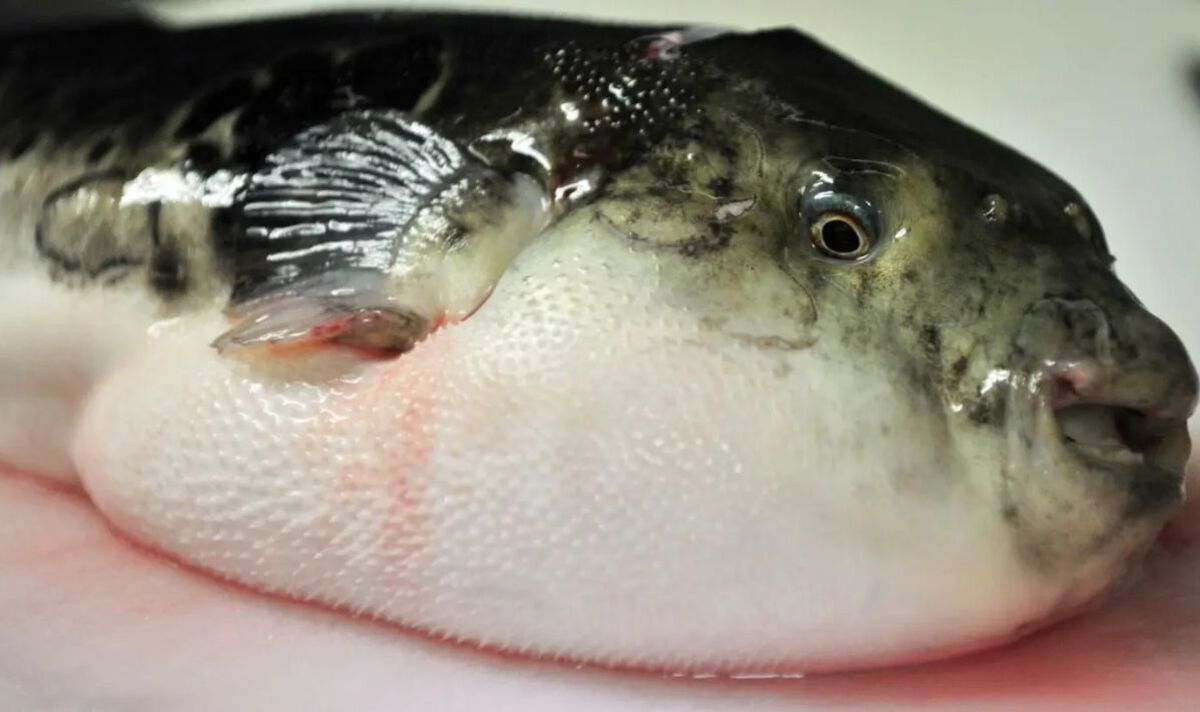 Brésil : un homme meurt dans d’atroces souffrances à 46 ans après avoir cuisiné et mangé du poisson hautement toxique