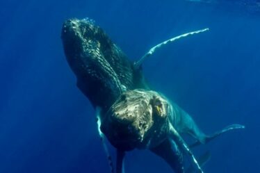 Des baleines gays repérées par des experts en train de faire l'amour dans l'océan Pacifique