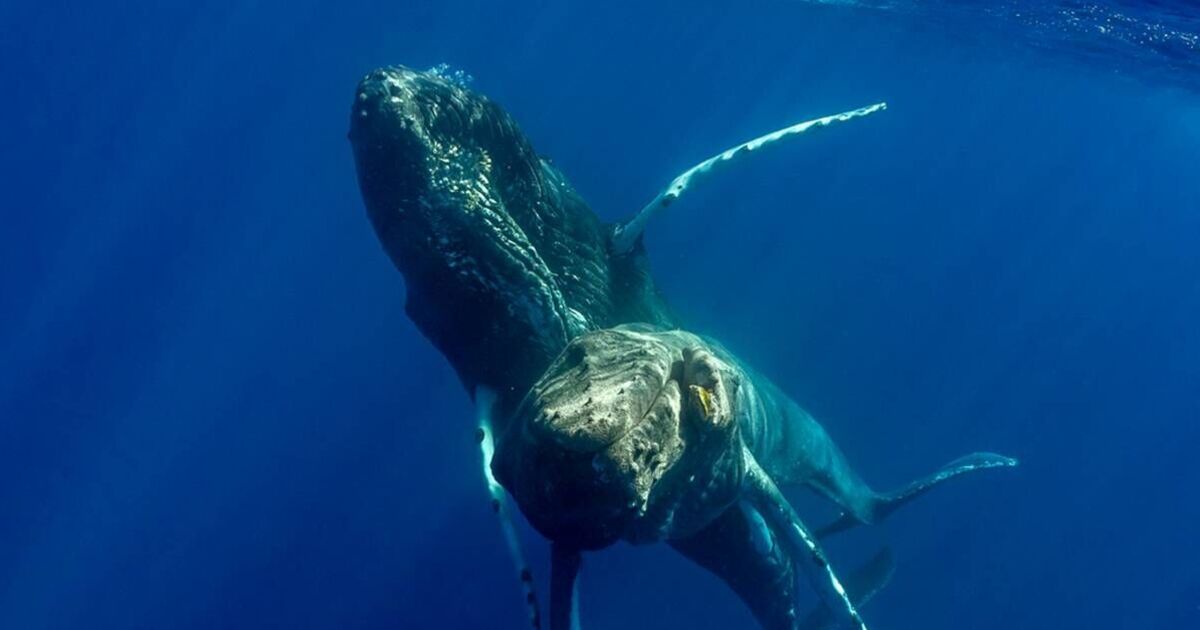 Des baleines gays repérées par des experts en train de faire l'amour dans l'océan Pacifique