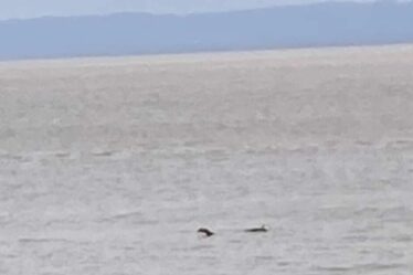 Le « monstre du Loch Ness » repéré au large d’une ville balnéaire britannique, loin du Loch Ness