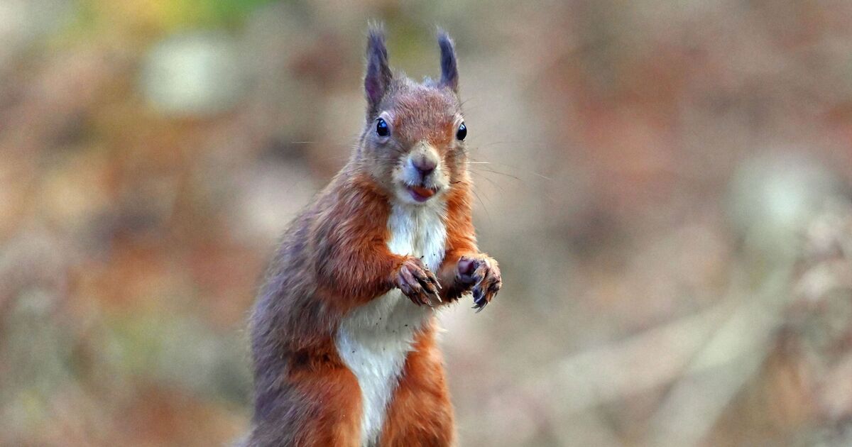 Les écureuils roux menacés par le projet de parc éolien, prévient un militant