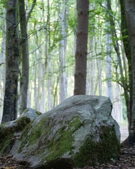 Une percée à Stonehenge après l'analyse des sarsens trace le mégalithe dans une forêt peu connue