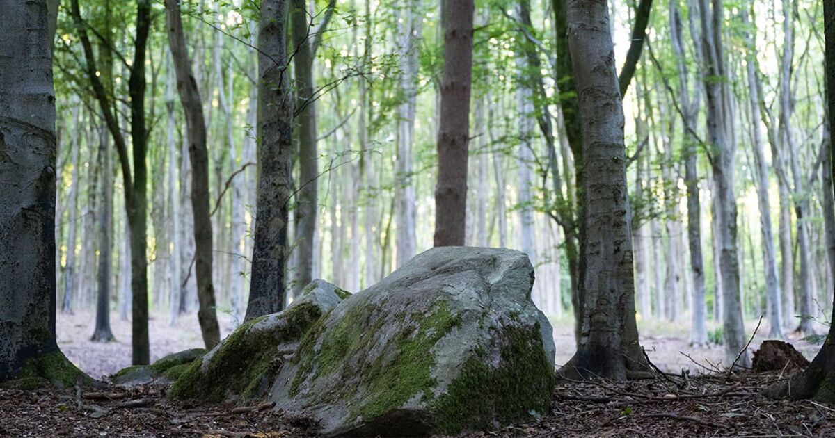 Une percée à Stonehenge après l'analyse des sarsens trace le mégalithe dans une forêt peu connue