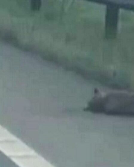Horreur du conducteur face au « puma mort » sur le bord de la route – mais il a ensuite mystérieusement disparu