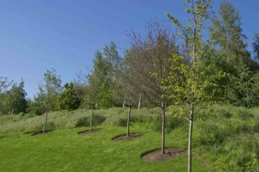Les médecins généralistes affirment que planter plus d’arbres allégera le fardeau du NHS