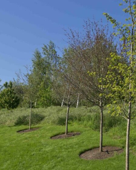 Les médecins généralistes affirment que planter plus d’arbres allégera le fardeau du NHS