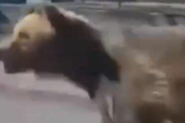 Moment terrifiant : un ours poursuit un piéton dans la rue d'une ville européenne