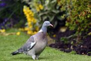 garder les pigeons hors du jardin