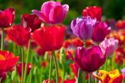 Alan Titchmarsh que faire des tulipes après la floraison