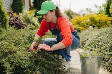 Un expert en jardinage partage un article ménager à 95 pence « meilleur » pour tuer les mauvaises herbes que pour les arracher