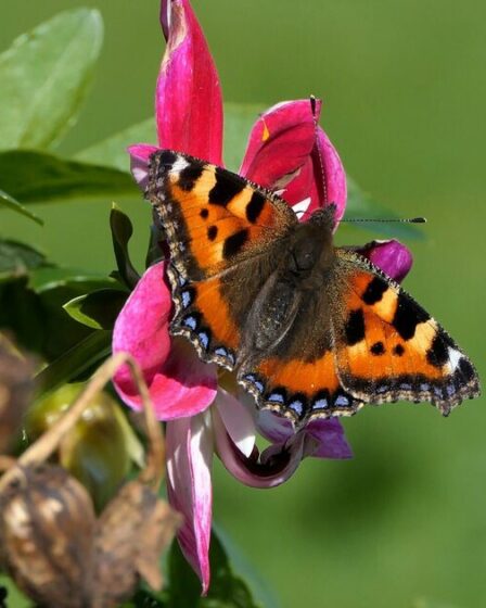 « Bilan mitigé » pour les papillons en Grande-Bretagne l'année dernière, selon les experts