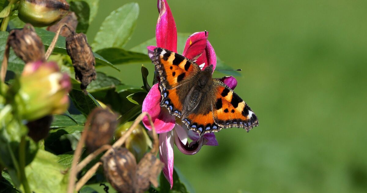 « Bilan mitigé » pour les papillons en Grande-Bretagne l'année dernière, selon les experts
