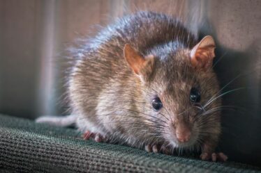 Des rats momifiés dans du goudron pendant des centaines d'années pourraient révéler les secrets de la peste noire