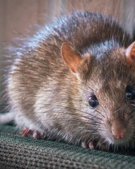 Des rats momifiés dans du goudron pendant des centaines d'années pourraient révéler les secrets de la peste noire