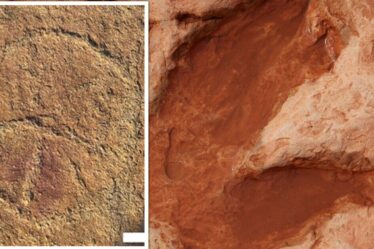 Les archéologues découvrent des empreintes de dinosaures géants « remarquables » « pas comme les autres »
