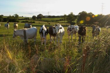 Les fermes laitières ignorent les lois environnementales en ne parvenant pas à arrêter la pollution des rivières, affirment les militants