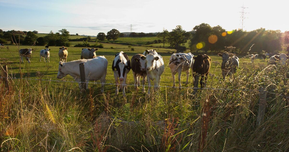 Les fermes laitières ignorent les lois environnementales en ne parvenant pas à arrêter la pollution des rivières, affirment les militants