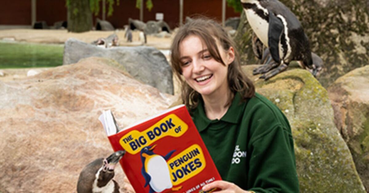 Les meilleures blagues sur les pingouins de tous les temps prennent vraiment le dessus