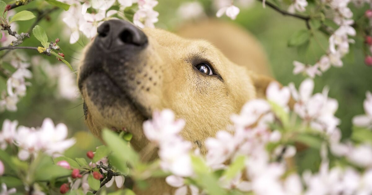 Un expert en jardinage envoie un énorme avertissement concernant une tendance toxique qui peut être mortelle pour vos animaux de compagnie
