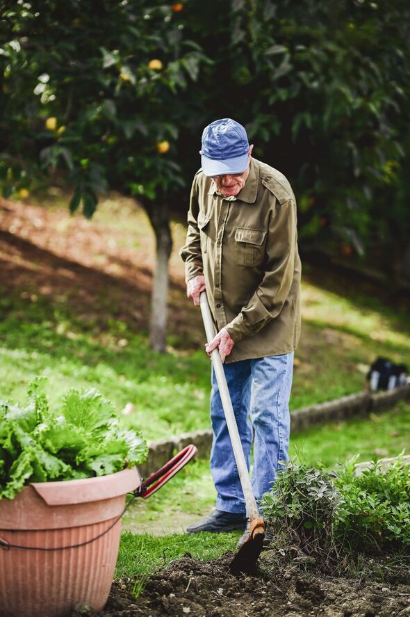 Homme âgé travaillant dans un jardin.