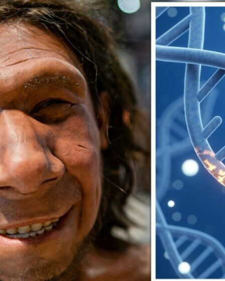 Une avancée majeure dans l'évolution après qu'une étude révèle que les Néandertaliens sont « plus humains » qu'on ne le pensait auparavant