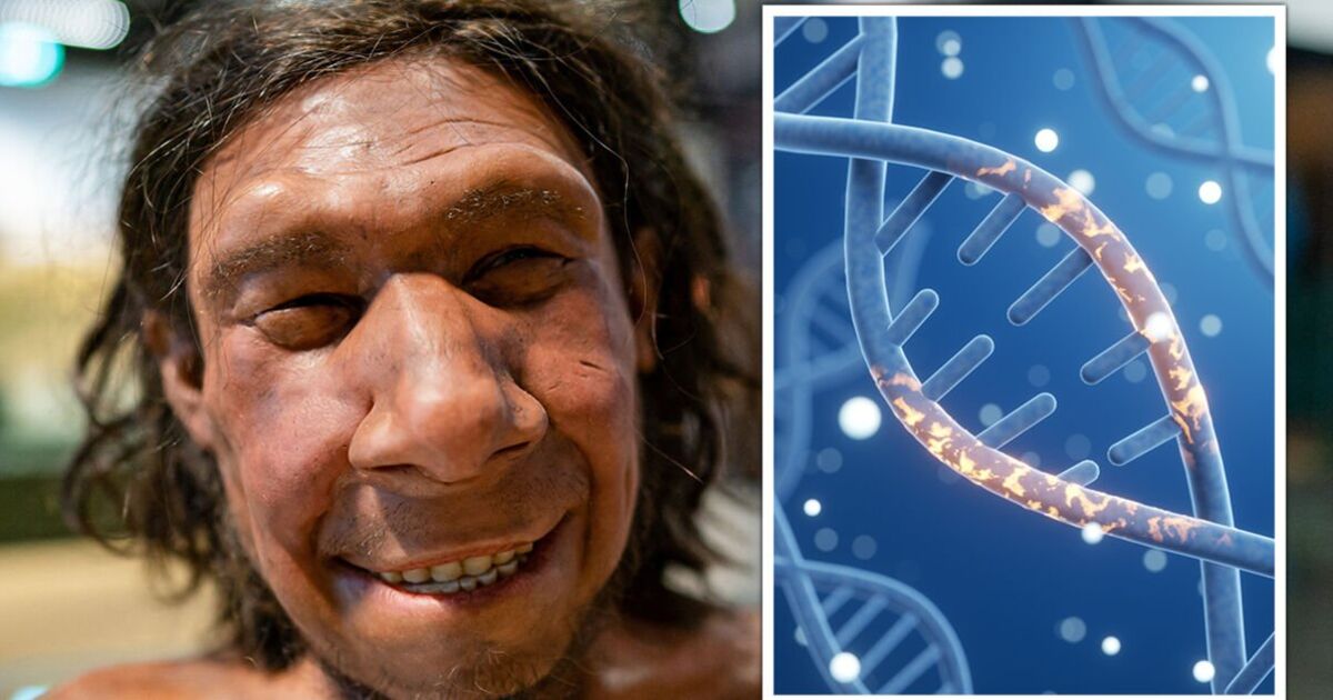 Une avancée majeure dans l'évolution après qu'une étude révèle que les Néandertaliens sont « plus humains » qu'on ne le pensait auparavant