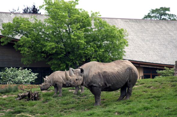 Les rhinocéros noirs du zoo de Chester