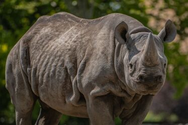 George Clarke, de la télévision, félicite le zoo d'avoir réchauffé des rhinocéros rares avec des pompes à chaleur