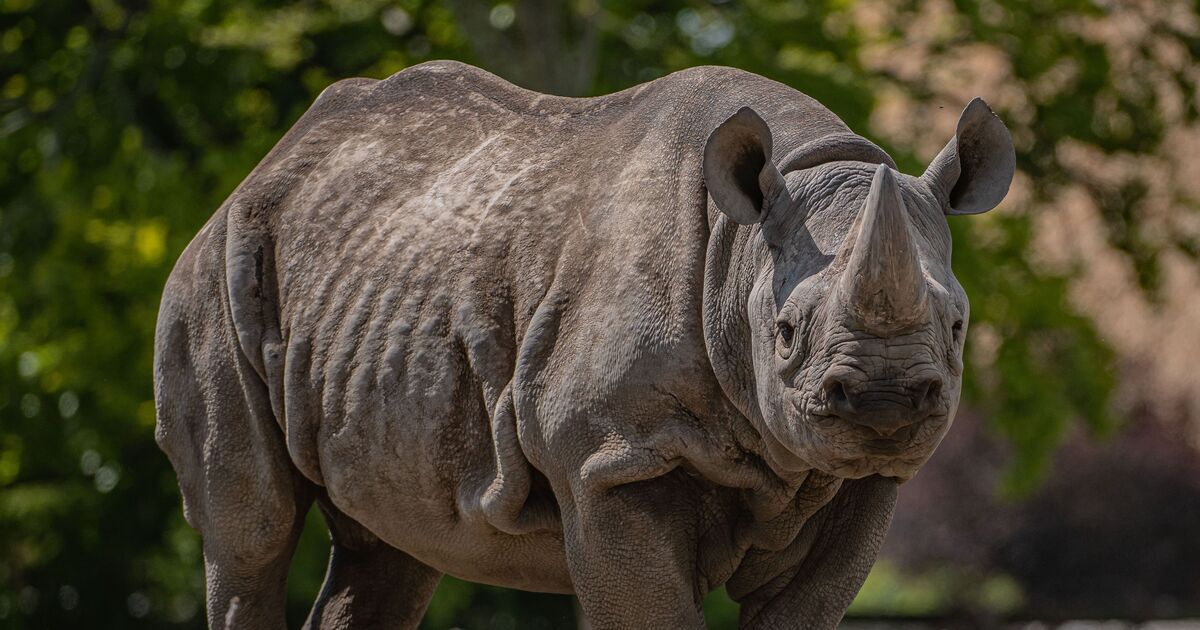 George Clarke, de la télévision, félicite le zoo d'avoir réchauffé des rhinocéros rares avec des pompes à chaleur