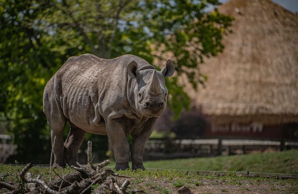 Rhinocéros noir au zoo de Chester