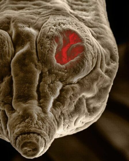 Les experts mettent en garde contre les risques de ténia et d’ascaris chez les chats qui pourraient également infecter les humains