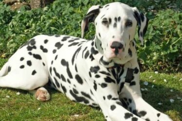 Les gens commencent tout juste à comprendre la véritable raison des spots des Dalmatiens.