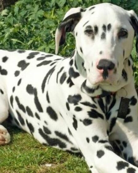 Les gens commencent tout juste à comprendre la véritable raison des spots des Dalmatiens.