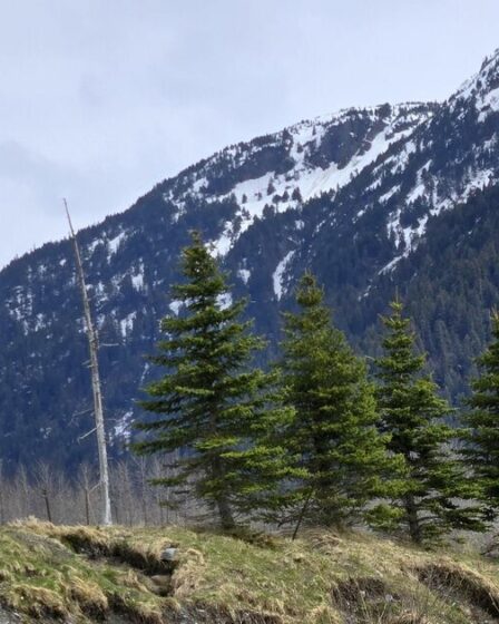 Seuls ceux qui ont une vision de 20/20 peuvent repérer la « bête cachée » dans cette illusion d'optique délicate.