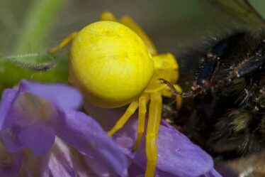 Une « araignée jaune vif » effrayante et dotée de capacités uniques repérée au Royaume-Uni
