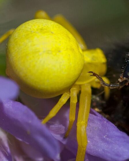 Une « araignée jaune vif » effrayante et dotée de capacités uniques repérée au Royaume-Uni