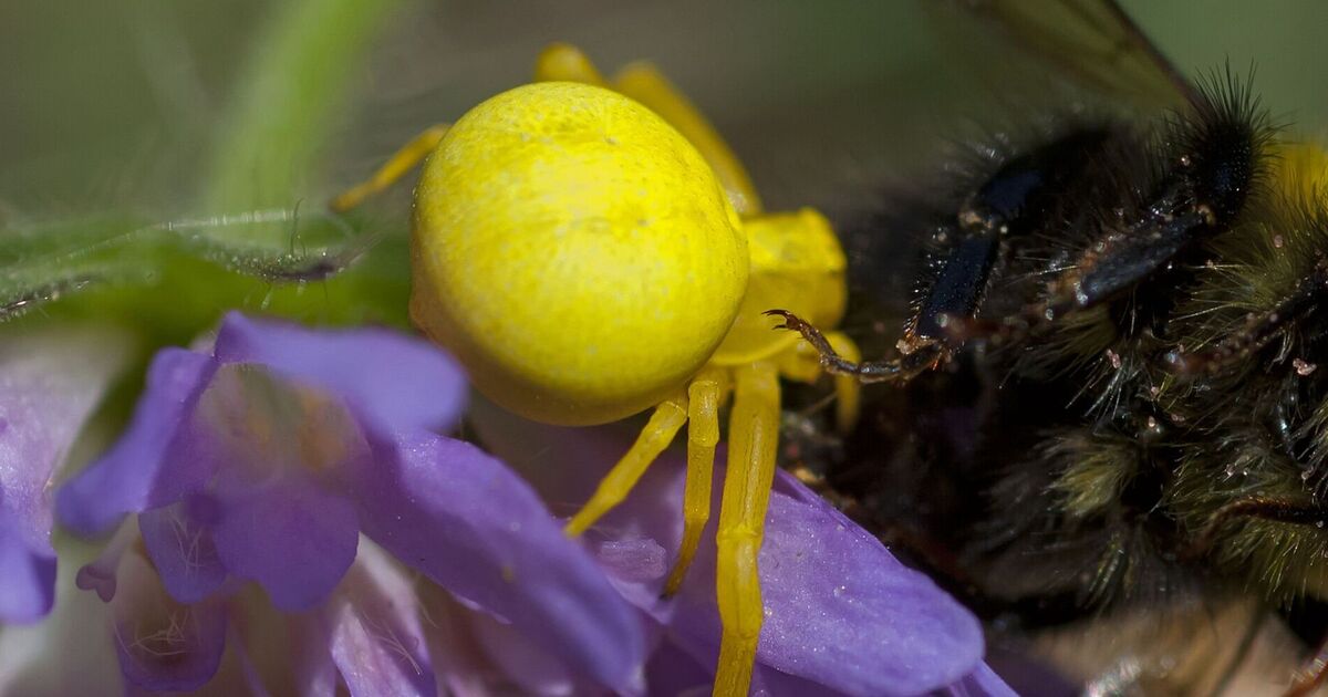 Une « araignée jaune vif » effrayante et dotée de capacités uniques repérée au Royaume-Uni